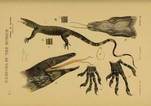 Reproducción/Reproduction 29514435845: Natural history of Victoria.. Melbourne,J.Ferres, government printer;1885-90.