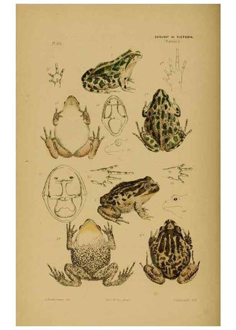 Reproducción/Reproduction 29434286271: Natural history of Victoria.. Melbourne,J.Ferres, government printer;1885-90.