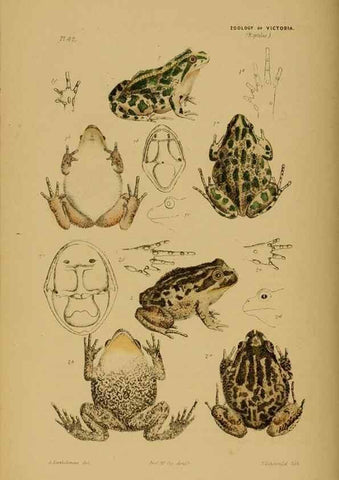 Reproducción/Reproduction 29434286271: Natural history of Victoria.. Melbourne,J.Ferres, government printer;1885-90.