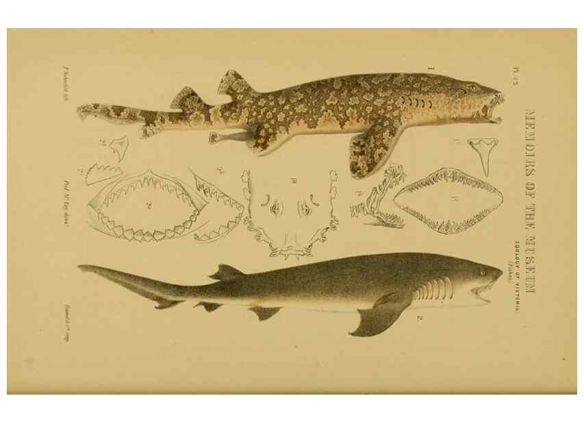 Reproducción/Reproduction 28889641994: Natural history of Victoria.. Melbourne,J.Ferres, government printer;1885-90.