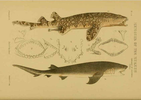 Reproducción/Reproduction 28889641994: Natural history of Victoria.. Melbourne,J.Ferres, government printer;1885-90.