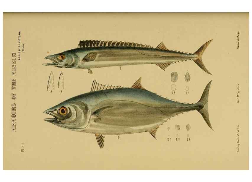 Reproducción/Reproduction 28889643194: Natural history of Victoria.. Melbourne,J.Ferres, government printer;1885-90.