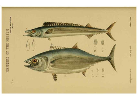 Reproducción/Reproduction 28889643194: Natural history of Victoria.. Melbourne,J.Ferres, government printer;1885-90.