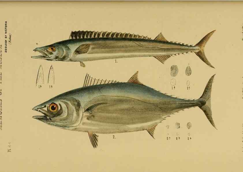 Reproducción/Reproduction 28889643194: Natural history of Victoria.. Melbourne,J.Ferres, government printer;1885-90.