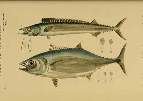 Reproducción/Reproduction 28889643194: Natural history of Victoria.. Melbourne,J.Ferres, government printer;1885-90.