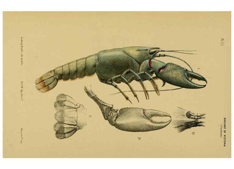 Reproducción/Reproduction 29224675890: Natural history of Victoria.. Melbourne,J.Ferres, government printer;1885-90.