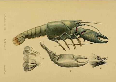 Reproducción/Reproduction 29224675890: Natural history of Victoria.. Melbourne,J.Ferres, government printer;1885-90.