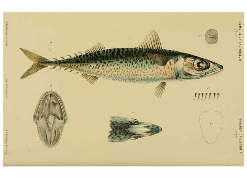 Reproducción/Reproduction 28889598744: Natural history of Victoria.. Melbourne,J.Ferres, government printer;1885-90.