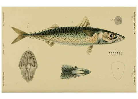 Reproducción/Reproduction 28889598744: Natural history of Victoria.. Melbourne,J.Ferres, government printer;1885-90.