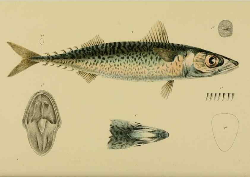 Reproducción/Reproduction 28889598744: Natural history of Victoria.. Melbourne,J.Ferres, government printer;1885-90.