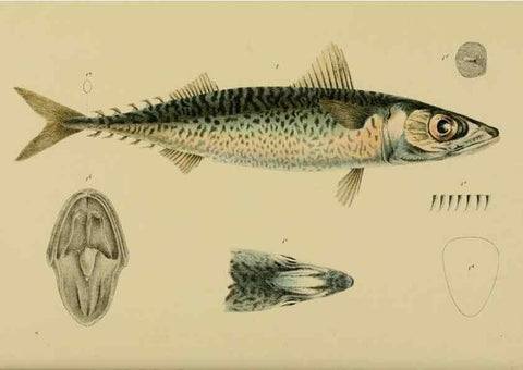 Reproducción/Reproduction 28889598744: Natural history of Victoria.. Melbourne,J.Ferres, government printer;1885-90.