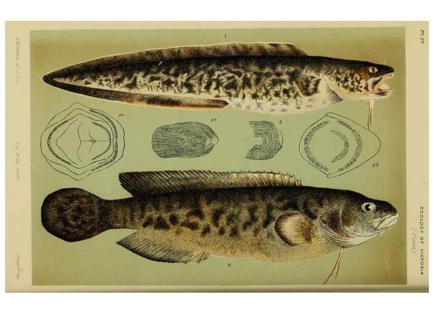 Reproducción/Reproduction 28892251053: Natural history of Victoria.. Melbourne,J.Ferres, government printer;1885-90.