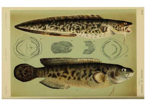 Reproducción/Reproduction 28892251053: Natural history of Victoria.. Melbourne,J.Ferres, government printer;1885-90.