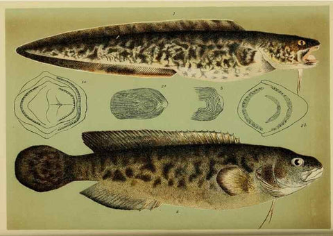 Reproducción/Reproduction 28892251053: Natural history of Victoria.. Melbourne,J.Ferres, government printer;1885-90.