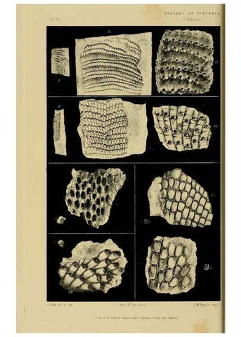 Reproducción/Reproduction 29434246761: Natural history of Victoria.. Melbourne,J.Ferres, government printer;1885-90.