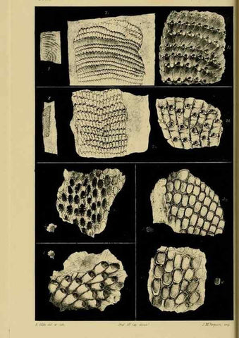 Reproducción/Reproduction 29434246761: Natural history of Victoria.. Melbourne,J.Ferres, government printer;1885-90.