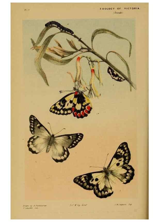 Reproducción/Reproduction 29514359055: Natural history of Victoria.. Melbourne,J.Ferres, government printer;1885-90.
