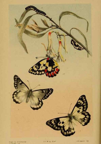 Reproducción/Reproduction 29514359055: Natural history of Victoria.. Melbourne,J.Ferres, government printer;1885-90.