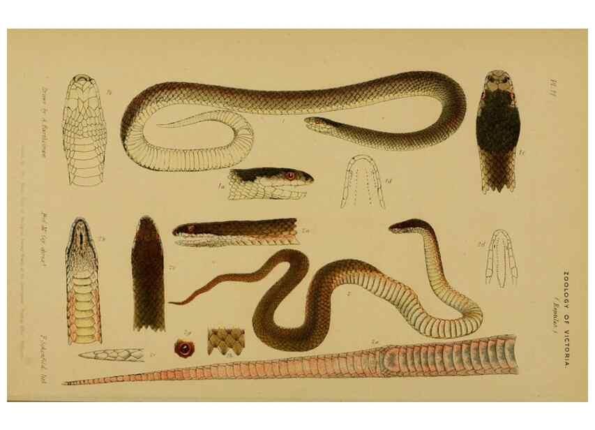 Reproducción/Reproduction 29514361885: Natural history of Victoria.. Melbourne,J.Ferres, government printer;1885-90.