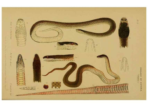 Reproducción/Reproduction 29514361885: Natural history of Victoria.. Melbourne,J.Ferres, government printer;1885-90.
