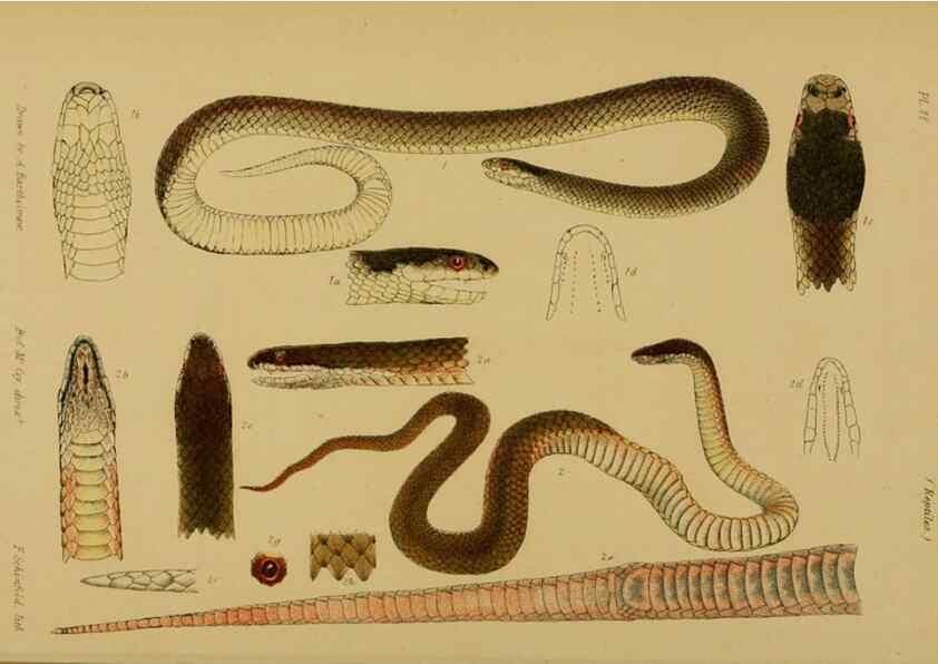 Reproducción/Reproduction 29514361885: Natural history of Victoria.. Melbourne,J.Ferres, government printer;1885-90.