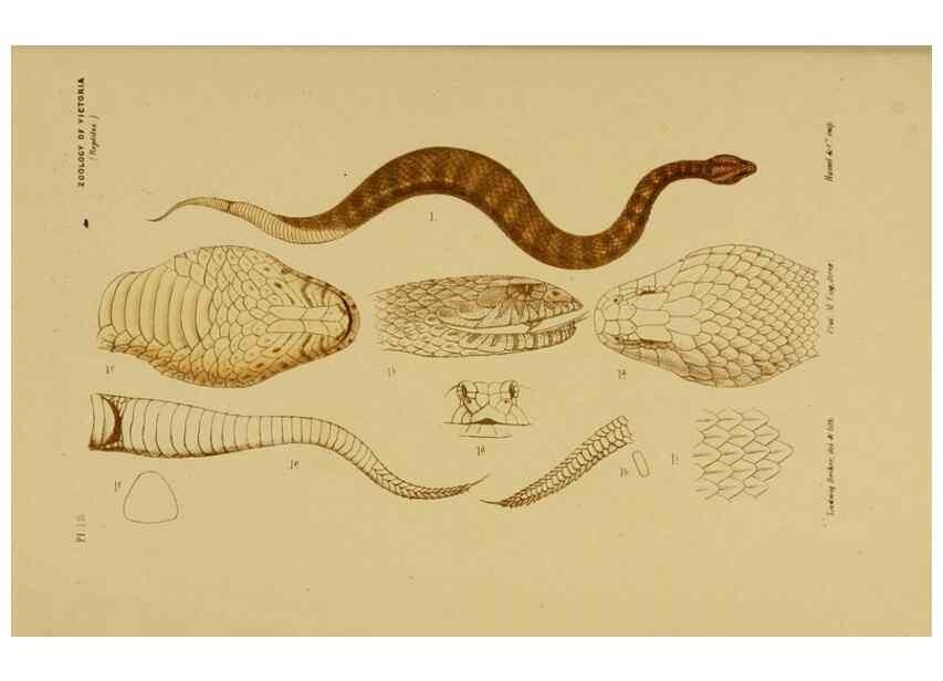 Reproducción/Reproduction 29434200751: Natural history of Victoria.. Melbourne,J.Ferres, government printer;1885-90.