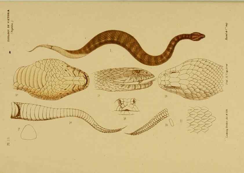 Reproducción/Reproduction 29434200751: Natural history of Victoria.. Melbourne,J.Ferres, government printer;1885-90.