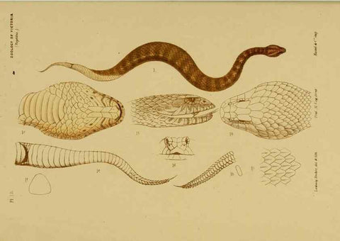 Reproducción/Reproduction 29434200751: Natural history of Victoria.. Melbourne,J.Ferres, government printer;1885-90.