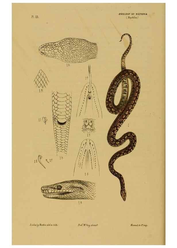 Reproducción/Reproduction 29434202711: Natural history of Victoria.. Melbourne,J.Ferres, government printer;1885-90.
