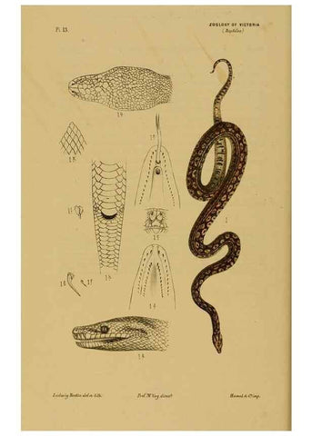 Reproducción/Reproduction 29434202711: Natural history of Victoria.. Melbourne,J.Ferres, government printer;1885-90.