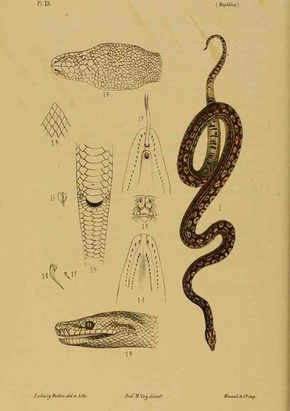 Reproducción/Reproduction 29434202711: Natural history of Victoria.. Melbourne,J.Ferres, government printer;1885-90.