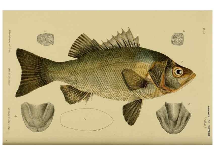 Reproducción/Reproduction 29434205261: Natural history of Victoria.. Melbourne,J.Ferres, government printer;1885-90.