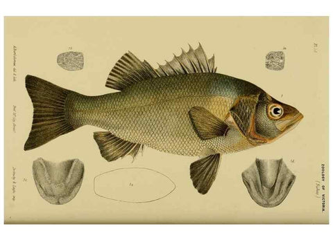 Reproducción/Reproduction 29434205261: Natural history of Victoria.. Melbourne,J.Ferres, government printer;1885-90.