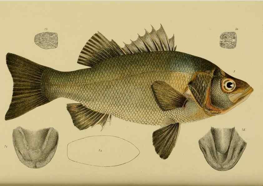 Reproducción/Reproduction 29434205261: Natural history of Victoria.. Melbourne,J.Ferres, government printer;1885-90.