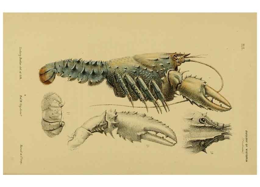 Reproducción/Reproduction 29434208411: Natural history of Victoria.. Melbourne,J.Ferres, government printer;1885-90.