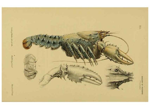 Reproducción/Reproduction 29434208411: Natural history of Victoria.. Melbourne,J.Ferres, government printer;1885-90.
