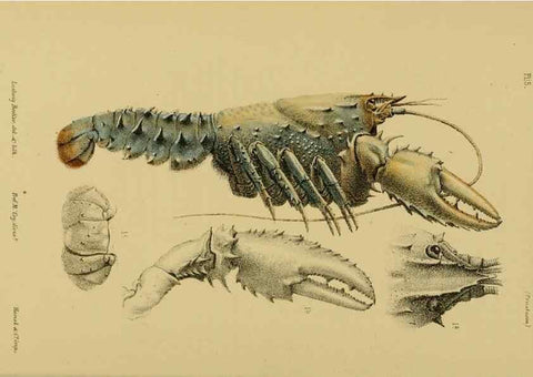 Reproducción/Reproduction 29434208411: Natural history of Victoria.. Melbourne,J.Ferres, government printer;1885-90.
