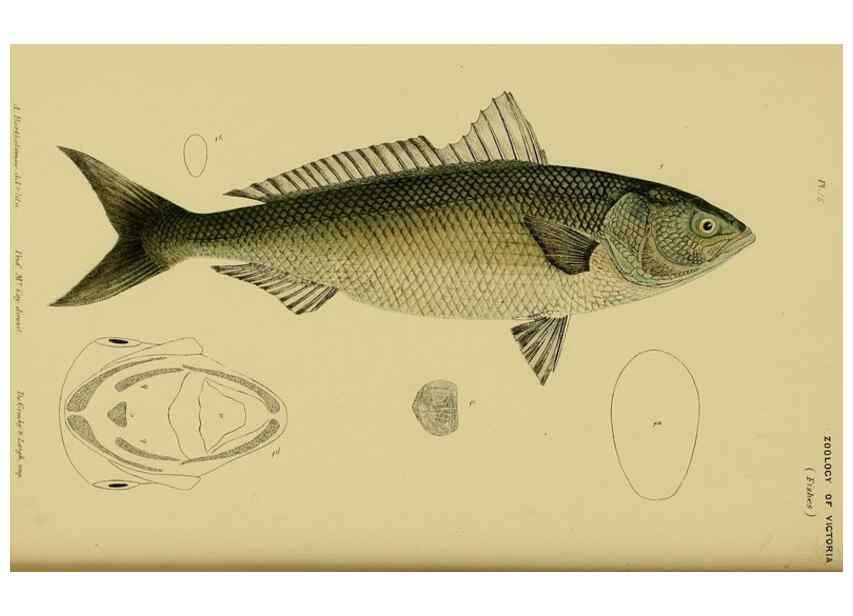 Reproducción/Reproduction 29434211761: Natural history of Victoria.. Melbourne,J.Ferres, government printer;1885-90.
