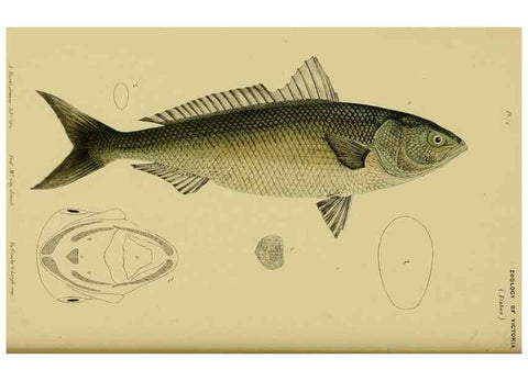 Reproducción/Reproduction 29434211761: Natural history of Victoria.. Melbourne,J.Ferres, government printer;1885-90.