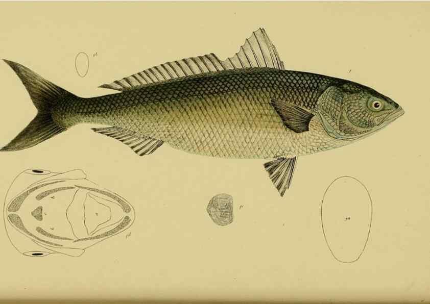 Reproducción/Reproduction 29434211761: Natural history of Victoria.. Melbourne,J.Ferres, government printer;1885-90.