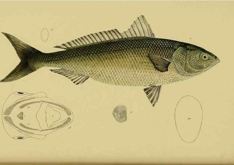 Reproducción/Reproduction 29434211761: Natural history of Victoria.. Melbourne,J.Ferres, government printer;1885-90.