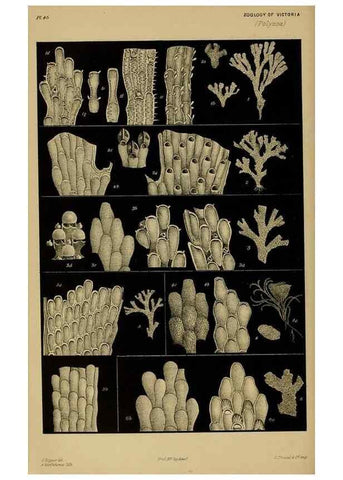 Reproducción/Reproduction 28889644734: Natural history of Victoria.. Melbourne,J.Ferres, government printer;1885-90.