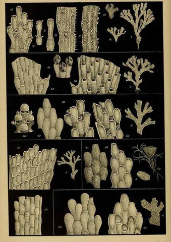 Reproducción/Reproduction 28889644734: Natural history of Victoria.. Melbourne,J.Ferres, government printer;1885-90.