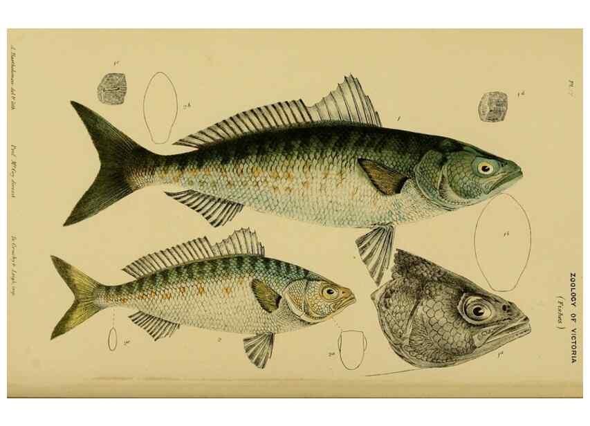 Reproducción/Reproduction 29434214931: Natural history of Victoria.. Melbourne,J.Ferres, government printer;1885-90.