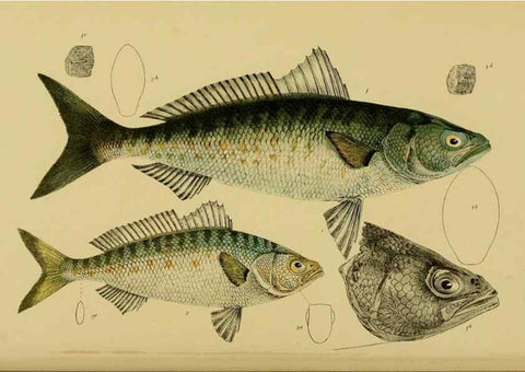 Reproducción/Reproduction 29434214931: Natural history of Victoria.. Melbourne,J.Ferres, government printer;1885-90.