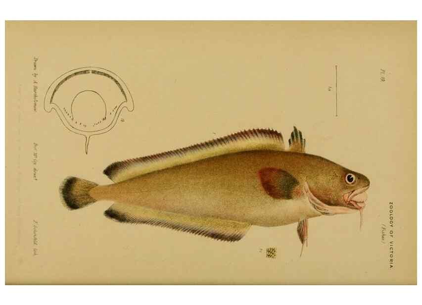 Reproducción/Reproduction 29434220551: Natural history of Victoria.. Melbourne,J.Ferres, government printer;1885-90.