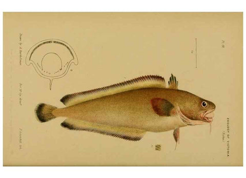 Reproducción/Reproduction 29434220551: Natural history of Victoria.. Melbourne,J.Ferres, government printer;1885-90.