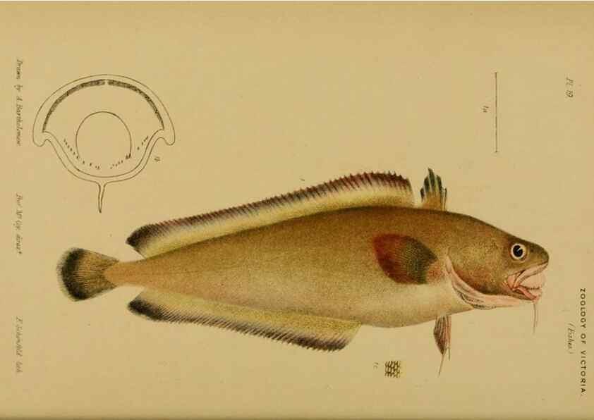 Reproducción/Reproduction 29434220551: Natural history of Victoria.. Melbourne,J.Ferres, government printer;1885-90.
