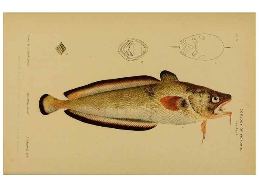 Reproducción/Reproduction 29434223561: Natural history of Victoria.. Melbourne,J.Ferres, government printer;1885-90.