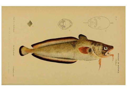 Reproducción/Reproduction 29434223561: Natural history of Victoria.. Melbourne,J.Ferres, government printer;1885-90.